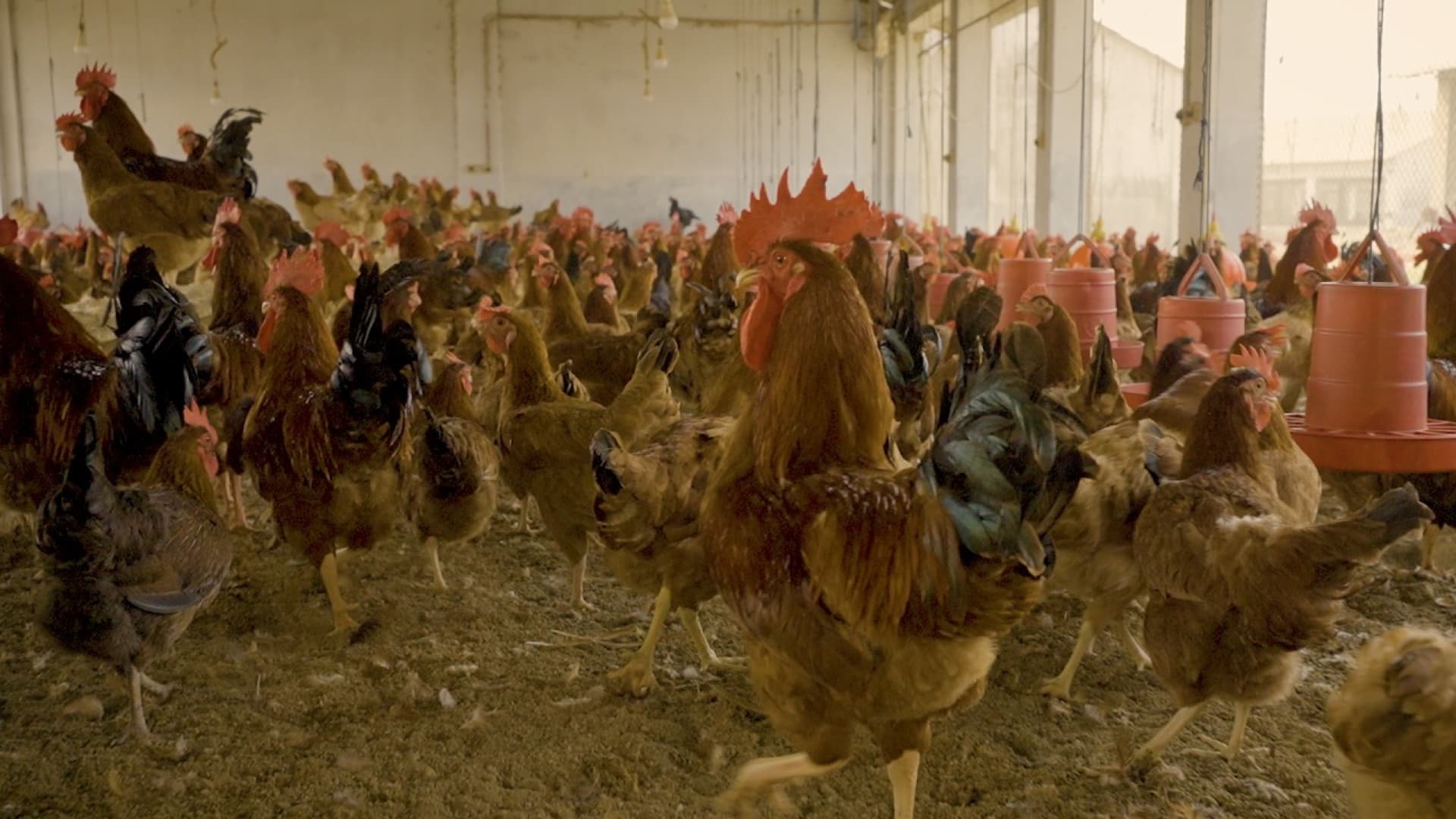Free-range Sonali flock