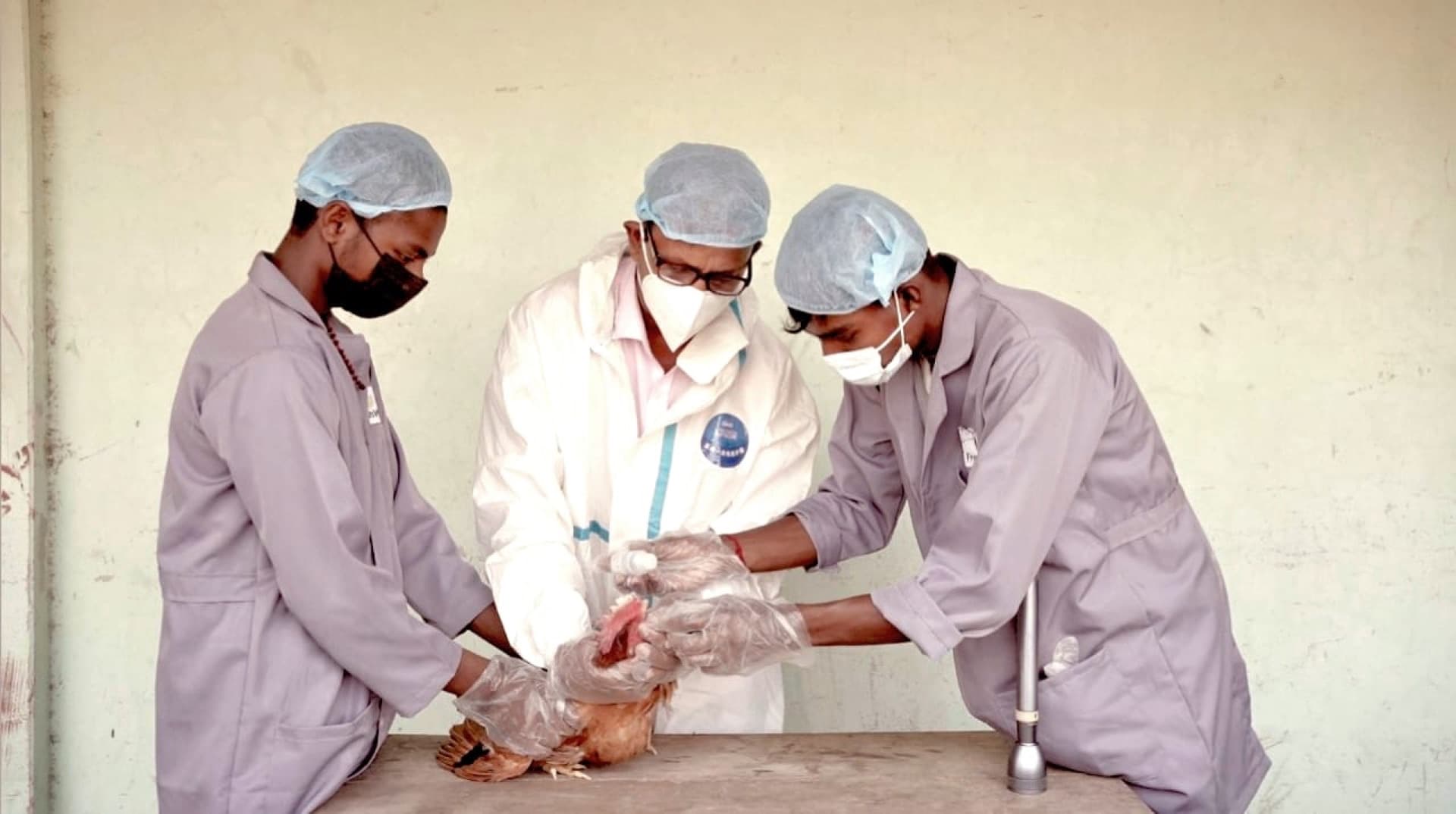 FreshWay veterinary team performing a health check