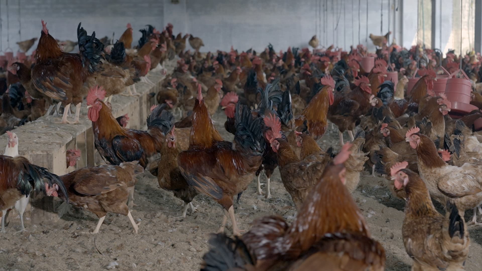 Sonali chickens raised responsibly for Protein Buddy
